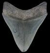 Serrated, Fossil Megalodon Tooth - Georgia #65779-1